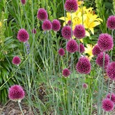 Drumstick Allium